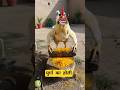 मुर्गा का होली #funny #comedyvideos #trending #thetharpuns #cartoon #jokes #shorts #shilpisaroja#pet