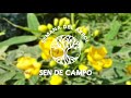 Sen de Campo | Árbol Nativo de la Cuenca del Río de la Plata