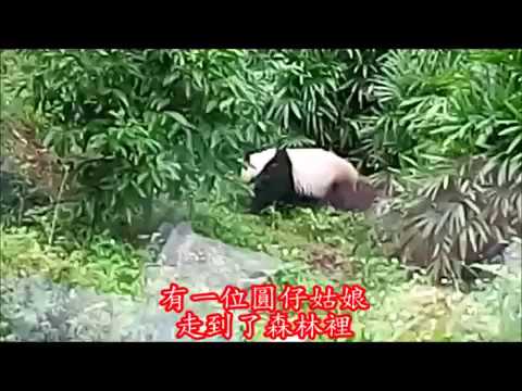 圓仔帶動唱童軍歌/兒歌紅莓果/波蘭圓舞曲       朱慧珍