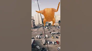 دجاجة تغني الهدف مرصود والرشاش جاهز 