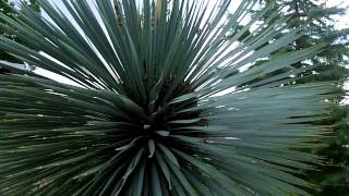 Joshua Tree Yucca