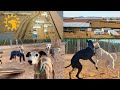 Update on the galgos del sol center and why we do it