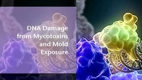 DNA Damage Test from Mycotoxins due to Mold Exposure