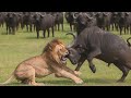 信じられない！バッファローが凶暴なライオンを一瞬で倒した 🐃🦁