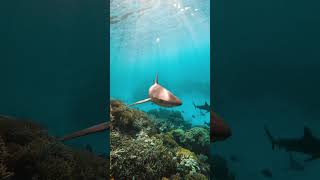 Guess which camera?? 📸🤯 #shorts
follow for more #cinematicvideo
#goprohero11 #gopro11 #goprotravel #gopro #travel #cinematic #jakerich #shortstrending #shortsfeed #goprotravel #annachah #filmmaking #filmmaker #underwater Guess which camera?? 📸🤯 #shorts
