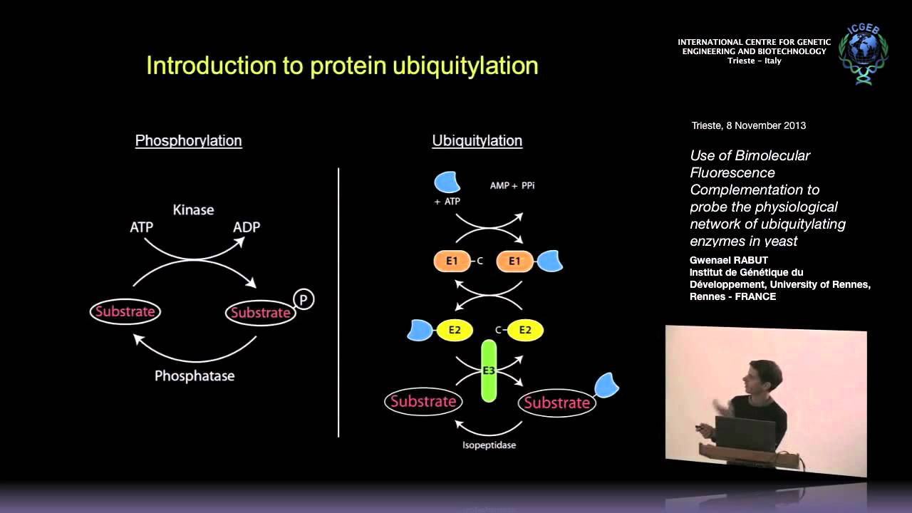 G. Rabut - Use of Bimolecular Fluorescence Complementation