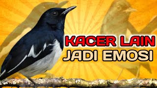 Kacer Gacor Konslet Full Isian Tembakan dan Besetan Mewah Ampuh Memancing Emosi Kacer Lain