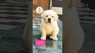 #youtubeshorts#4k#cute Labrador puppy ❤❤❤❤❤❤❤