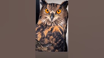 Thumbnail of Owl sound🦉