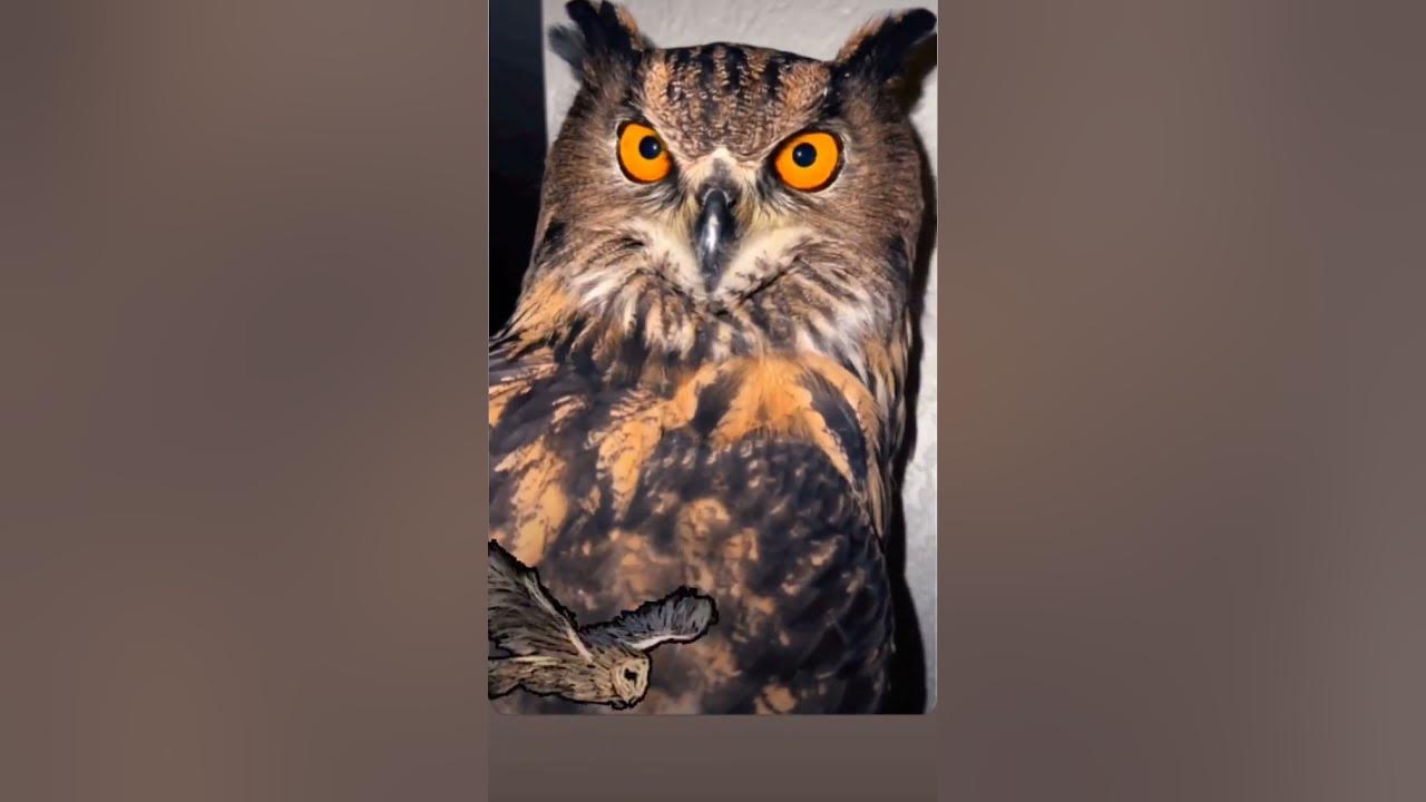 Owl sound🦉