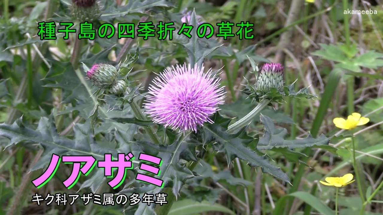 ノアザミ - 四季折々の草花 - ふるさと種子島