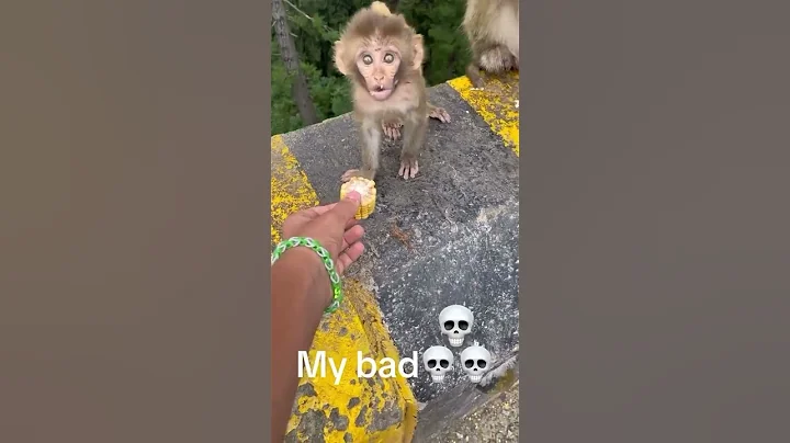 Baby monkey falls off cliff and mother attacks 😆