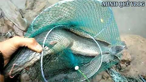 CÂU CÁ TRÊ 2 CON 3KG TẠI SÔNG SÀI GÒN ( HỒI HỘP HẤP DẪN ) MINH QUÊ VLOG