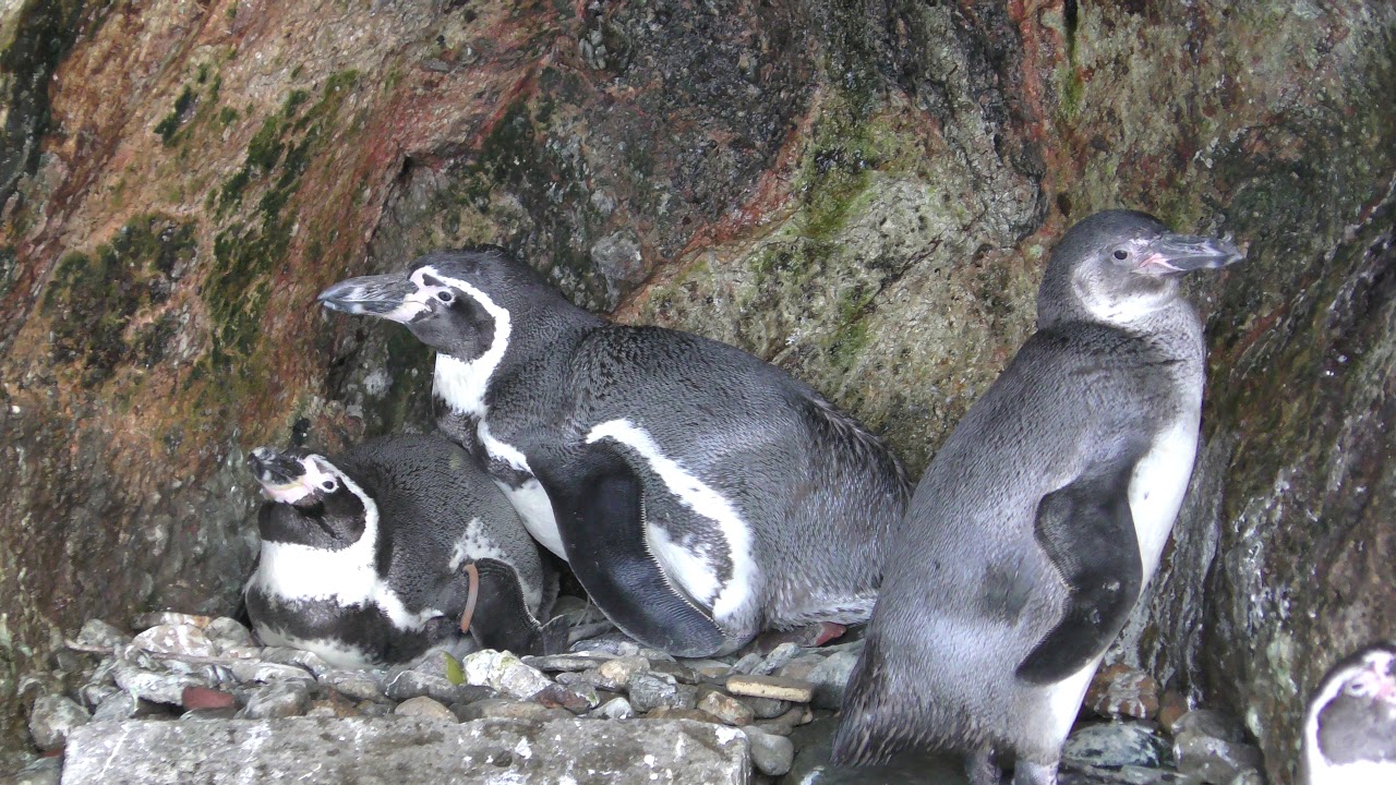 ペンギン Humboldt penguin (IZU・MITO SeaParadise, Shizuoka, Japan) November
