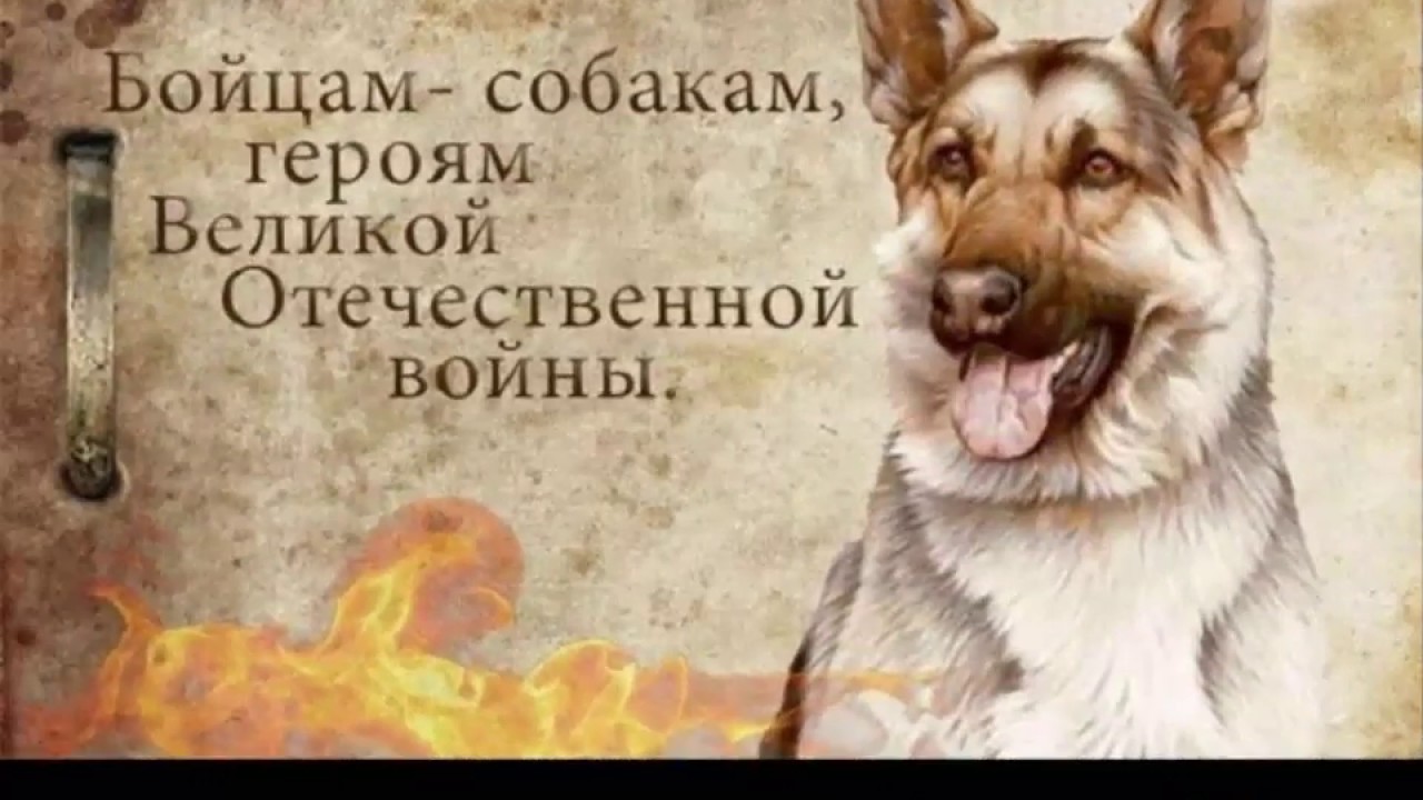 Легендарный пёс сапёр Джульбарс