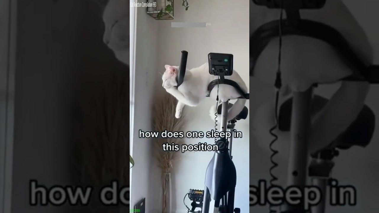 Cute Cats 🐱 funny cats meme 😹 # 