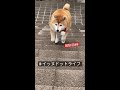 だから上で待ってるのが好き #shorts