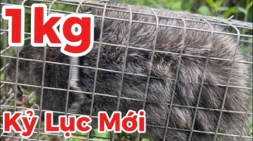 13/ Bẫy Chuột Cống Nhum. Điểm Mới Kỷ Lục Mới 1kg @Đờisốngmiềntây-i9l 