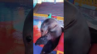 Amazing Seal Video | Funny Sea Lion | Funny Videos #sealions #seal #funny #fyp