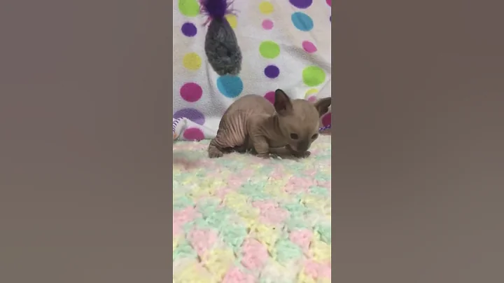 Video 1653771: cornish rex kittens, cornish rex baby