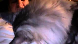 Maine Coon Luca 2 by Christian Macha 67,660 views 11 years ago 2 minutes, 34 seconds
