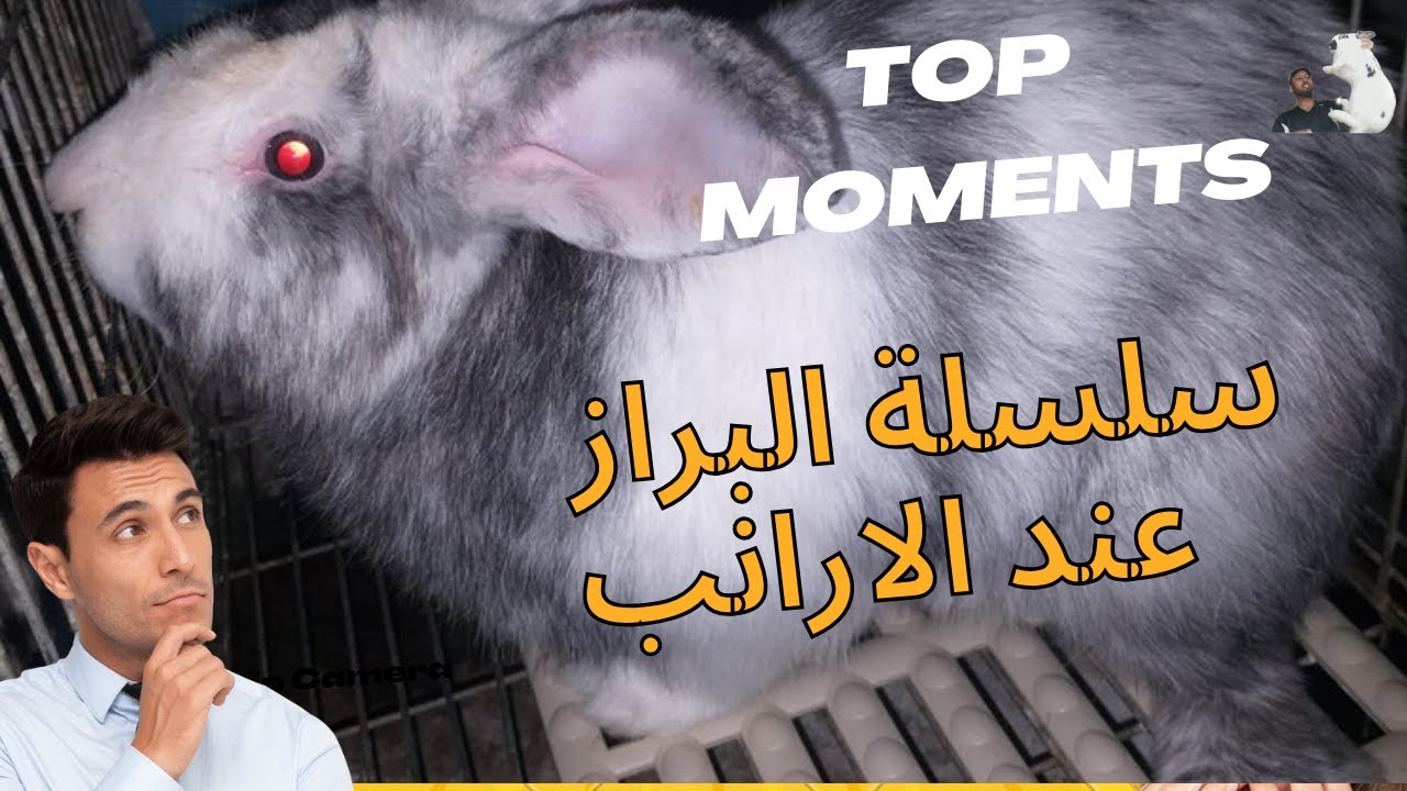 سلسلة البراز عند الارانب