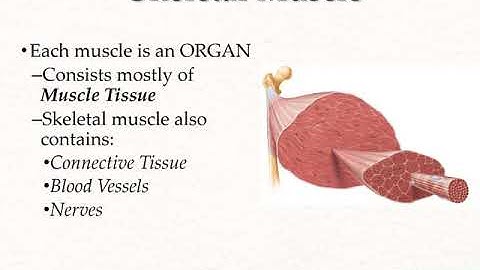 Chapter 10 Skeletal Muscle Tissue