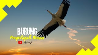 Bangau Unik: Fakta Menarik Tentang Burung Yang Menakjubkan