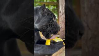 Joáo The Jaguar Enjoying A Melon.