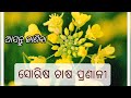 How mustard plant can be grown | ଆଜି ଜାଣିବା ସୋରିଷ ଚାଷ ବିଷୟରେ