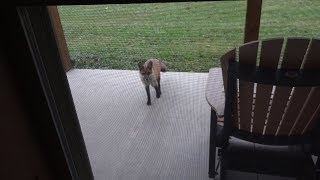 Red Fox Playing In My Yard & Calling It Onto My Front Porch!