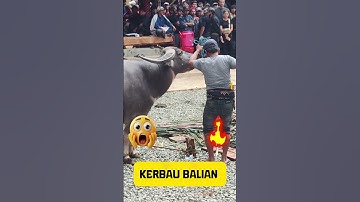 The Beauty of Toraja’s Funeral Traditions