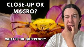 Close up or macro? What is the difference?