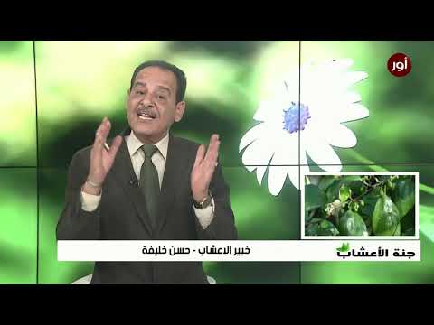 السدر النبق زيزيفوس جوجوبا   العن اب الص يني