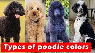 Different Types of Poodle Colors / Types of Poodle Colors by Animal Sector 12,753 views 1 year ago 4 minutes, 10 seconds