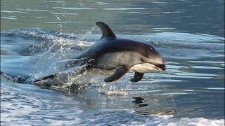 Incredible Wild Dolphin Show