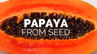 Best Way To Grow A Papaya Tree From Seed At Home | Best Germination Method For Papaya Seeds
