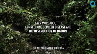 The Connection Between Nature and Pandemics