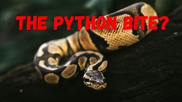 green tree python strike | what to do when you feel threatened | xr explained