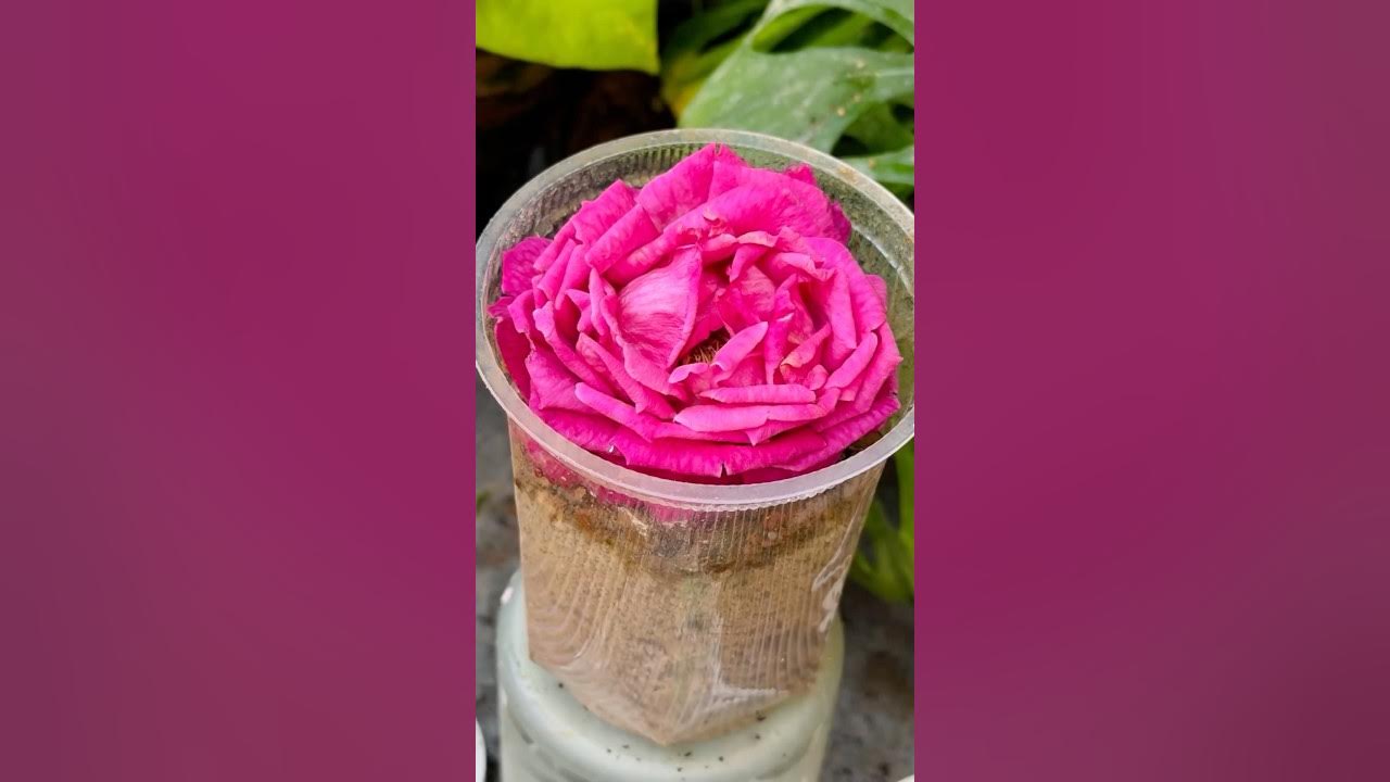 Propagation Of Rose Flower || #plants #propagation #flowers #garden #shortsfeed Propagation Of Rose Flower || #plants #propagation #flowers #garden #shortsfeed