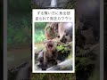 めっちゃキレてて草 #shorts #カワウソ #おもしろ