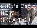 New Goats! – Lilli's Farm