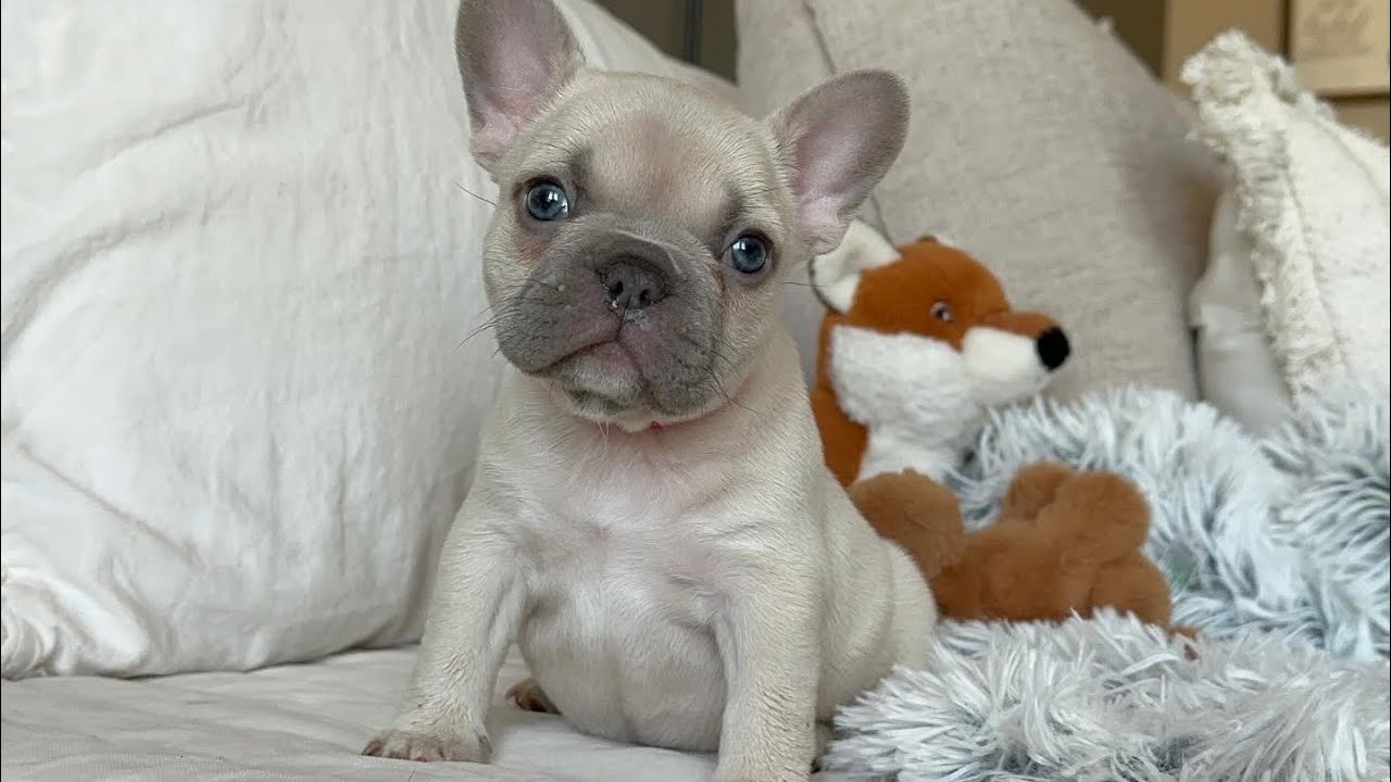 Lilac fawn French Bulldog puppy - YouTube