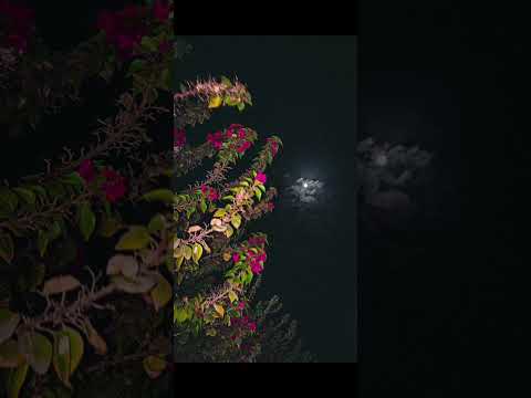 ميحد حمد وجناتك من زهر