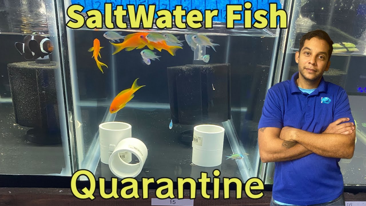 Saltwater fish and Quarantine - YouTube