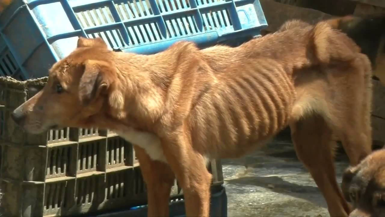 Image result for Starving pets abandoned in Venezuela