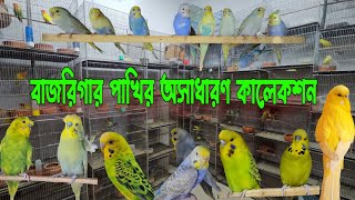 বাজরিগার পাখির অসাধারণ কালেকশন | Budgerigar Birds | #পাখি