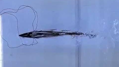 Biomimetic Soft Robot