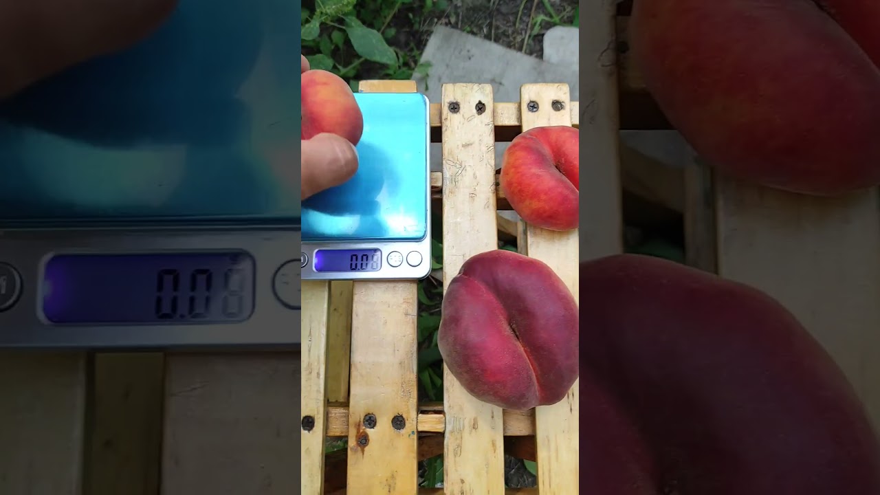 Инжирный персик Плейн Джем/Peach Plane Gem 