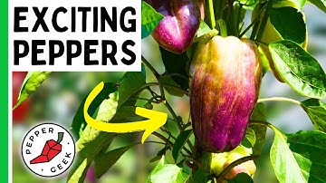 The Most Exciting Peppers For 2024..